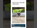 Here’s how to feed 300 baby turtles