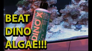 How to beat dinoflagellates in a reef tank