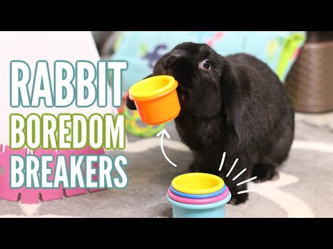 Video: How To Keep Decorative Rabbits