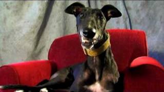 Cal the Greyhound - Looking for a Long Term Commitment