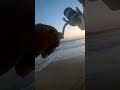 surf fishing BSP Shimano Stradic Surf Perch