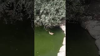 Rare Black Swans Spotted With Ducks And Relaxing Lake Nature Sounds