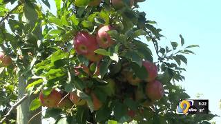 Spring frost thins some apple varieties as picking season begins