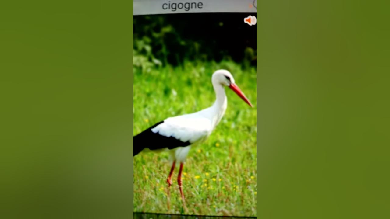 Bruit De La Cigogne / Stork Sound YouTube