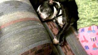 Sleepy Dog Crushed By Woman Sleepy Dog Crushed By Woman