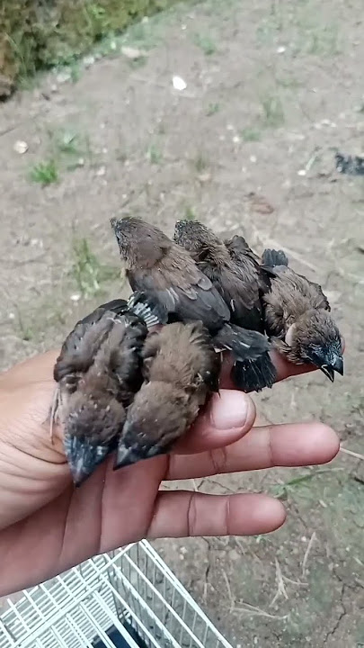 anakan burung emprit jawa