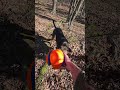 WALKADAY Day 13: Forest Frolic #run #nature #river #dog #grownman