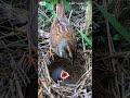 Mother bird feeds her little kids, 27/5/2026