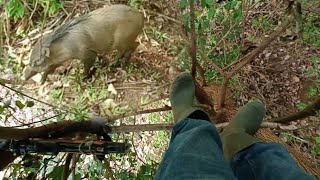 Nyanggong babi hutan saat musim kemarau