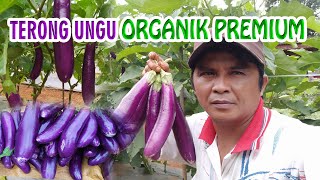 Cara Menanam Terong Ungu Organik Premium Panen Berlimpah Tahan Penyakit di segala Musim