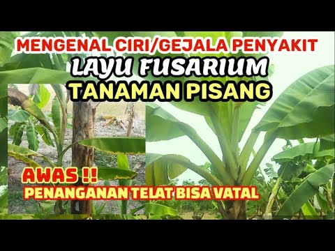 Video: Bagaimanakah cermin depan diganti mengikut CASCO?