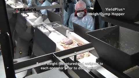 Gainco YieldPlus® Debone/Trim Management System – Weigh Dump Hopper