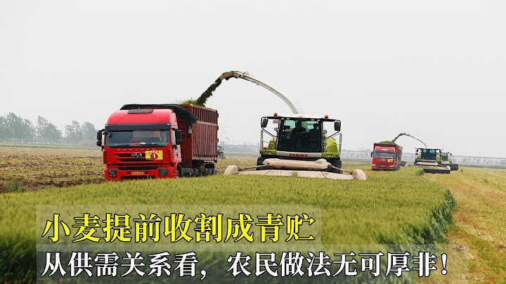 小麥提前收割成青貯，從供需關係看，農民做法無可厚非！ - 天天要聞