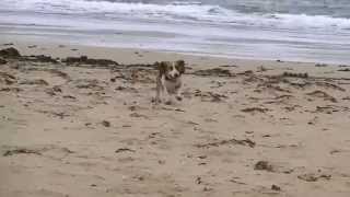 Scottish Basset Hound Walk at Burghead Bay September 2014 by Ally Crombie 2,935 views 9 years ago 9 minutes, 25 seconds