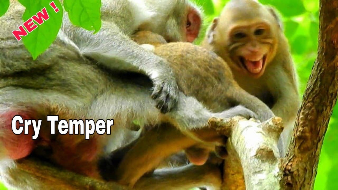 Brat Janna Crying Temper Tantrum, Jane angry Bite chasing Janna away & take Sweet Time for Jody.