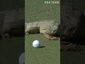 Watch an Iguana try to eat a Pro’s golf ball😂 #golf #pgatour #pga #golfswing #golfer