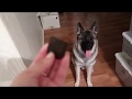 NORWEGIAN ELKHOUND EXCITED FOR TREATS | BEST DOG EVER の動画、YouTube動画。
