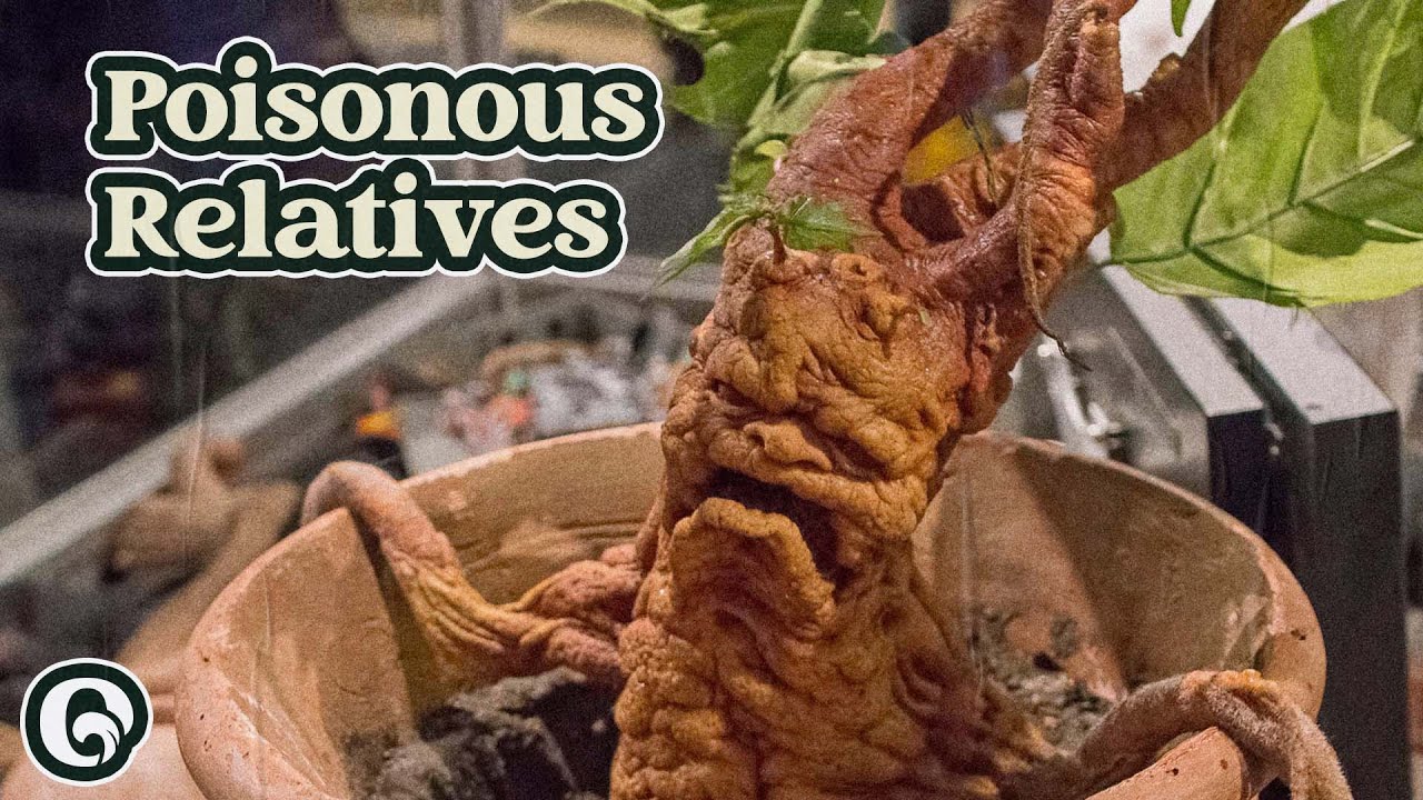 Эти пять продуктов связаны со смертельно опасным пасленом