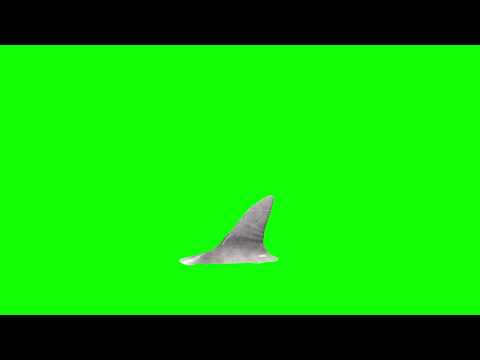 Green Screen Shark Effect