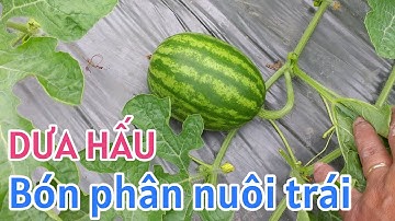 Kỹ thuật trồng dưa hấu: P9- Cách bón phân nuôi trái