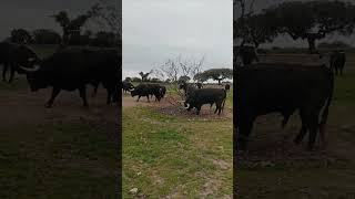 La primavera en el campo bravo, una maravilla