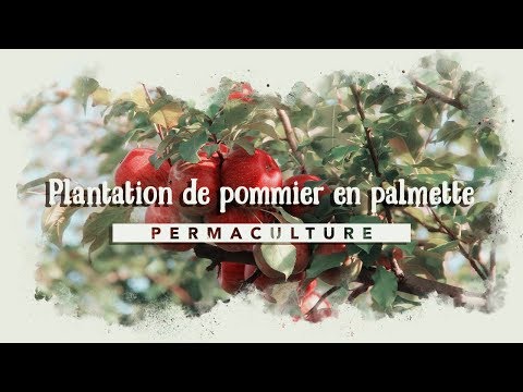 Vidéo: Comment Bien Se Préparer à Planter Et Planter Des Pommiers Et Des Poiriers - 1