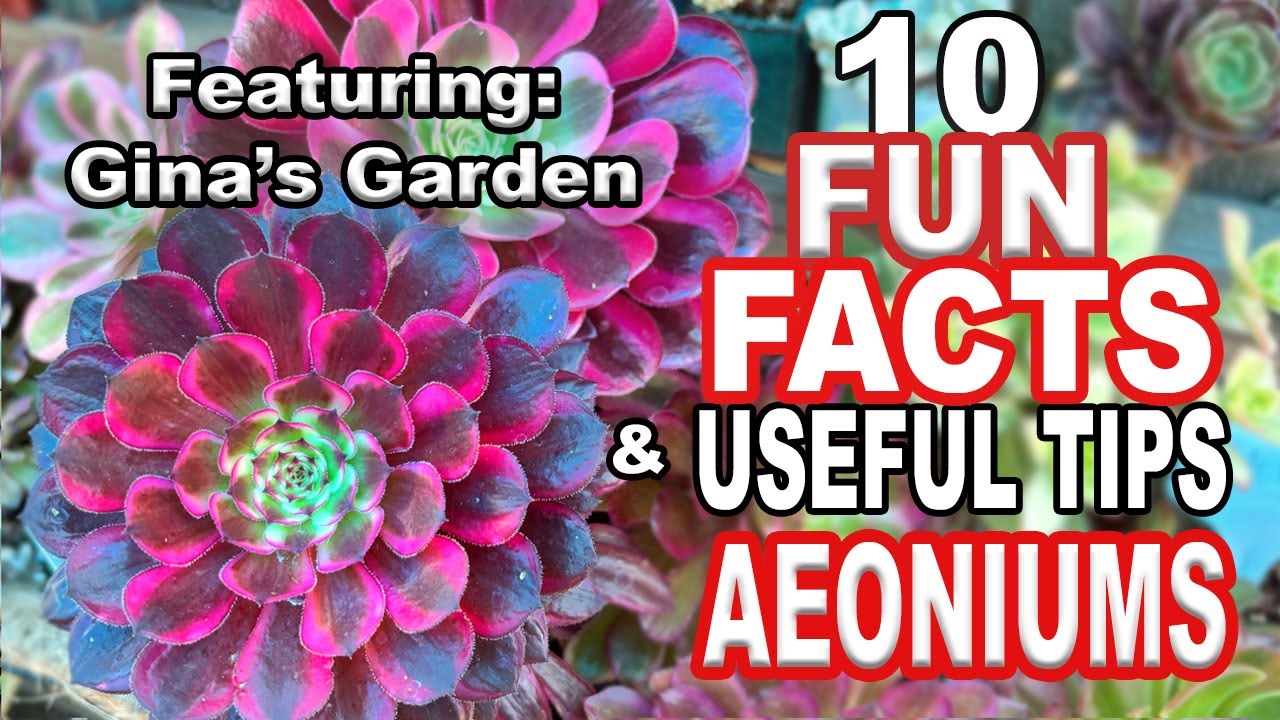 The Most Magical Aeonium Succulent Collection! Plus 10 fun facts and Useful tips #succulents