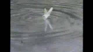 Trout Taking a Mayfly