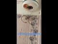 GEYSER SERVICE IN BHIMPUR #viral #shortvideos #trending #reels #viralvideos #foryou #homeappliance