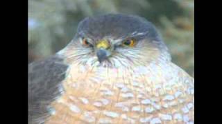 Sharp-shinned Hawk