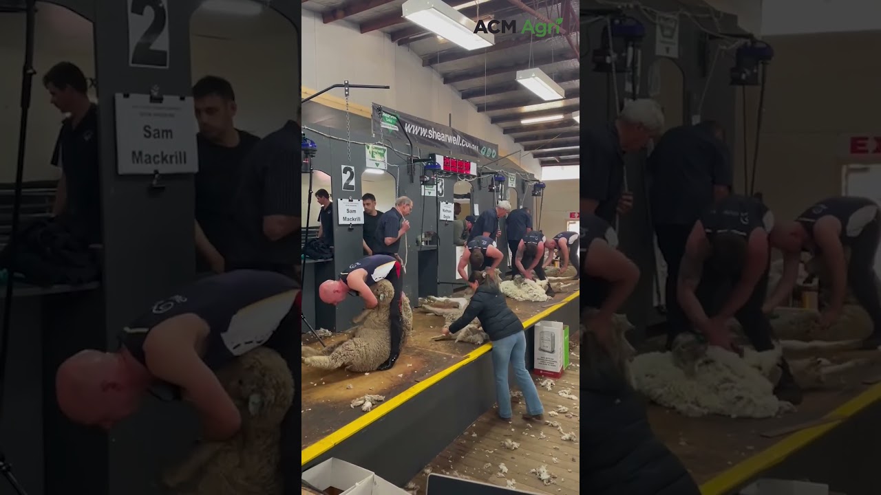 Shearing finalists battle it out at the Australian Sheep & Wool Show