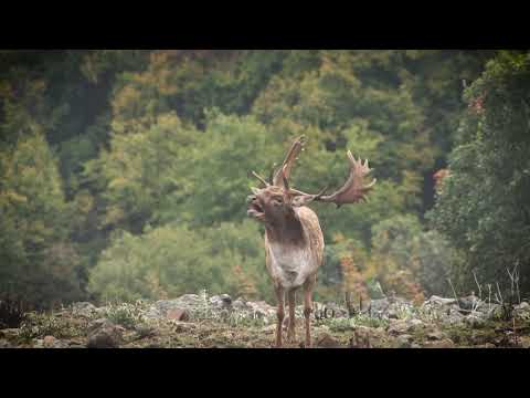 Видео: Как се наричат елените?