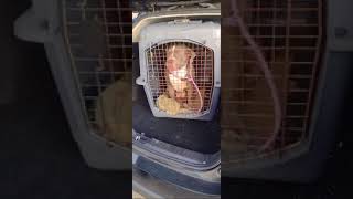Dog rescued by NYPD 107 precinct