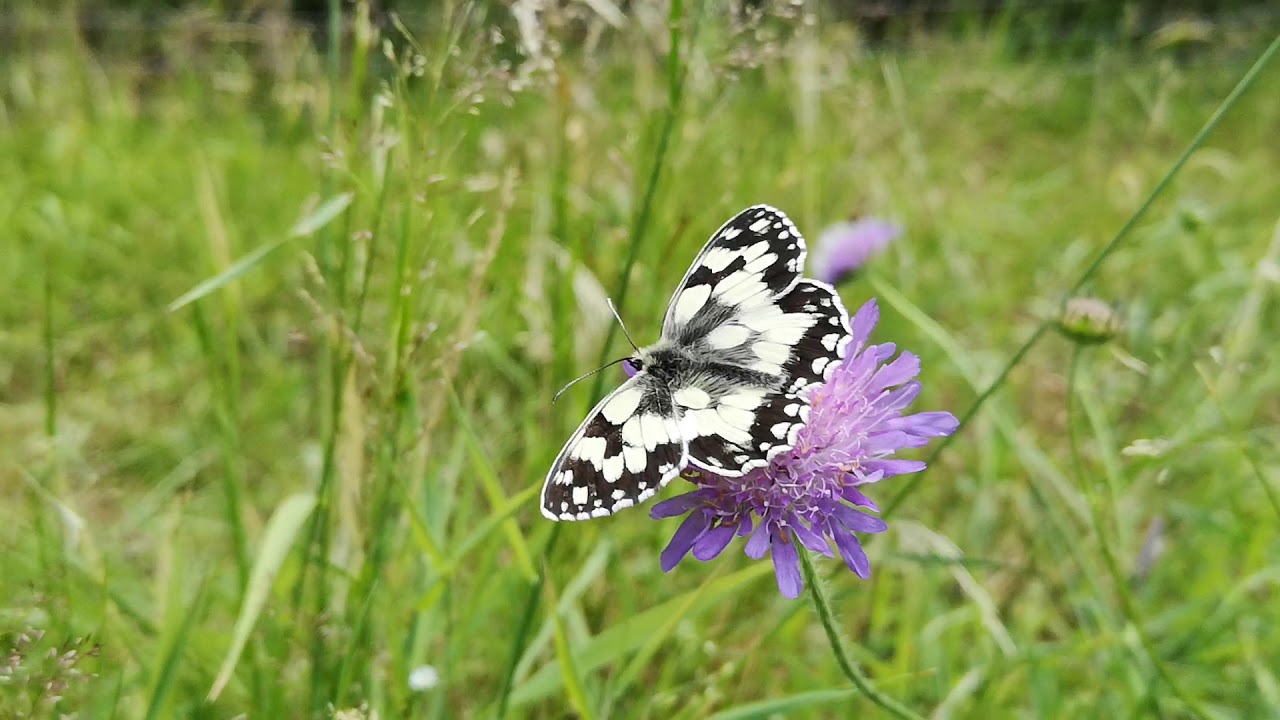 Schachbrettfalter Schmetterling Des Jahres 2019 YouTube
