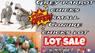 Grey parrot chicks|Small chicks|lot sale at best price and offers✨...