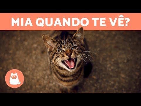 Vídeo: 7 razões para ser grato por cães