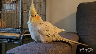 Cockatiel Mellow's first time on the couch