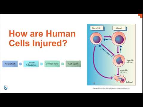 Altered Cellular and Tissue Biology ll