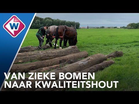 Video: Renovatie Van Een Appartement Is De Gruwel Van Onze Stad Of Een Ongelooflijk Avontuur. Deel 2