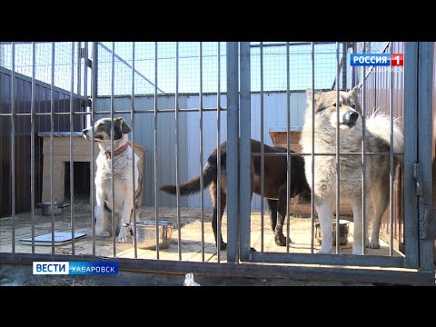 В Хабаровске открылся первый городской приют для собак