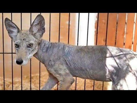 #1 NGO for Street dogs | Animal shelter | Saving Street dogs in india ...