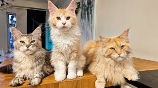 Maine Coon Ada  A Happy Kitten In a Big Cat Family!