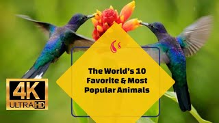 World’s 10 Favorite & Most Popular Animals 4K