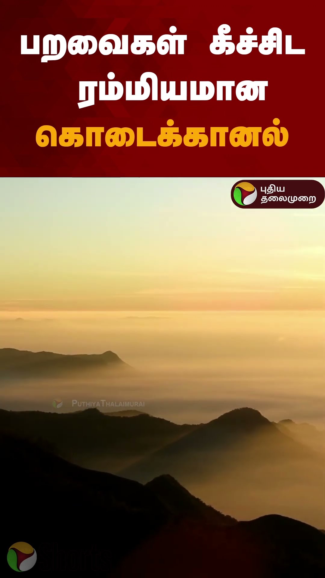 பறவைகள் கீச்சிட ரம்மியமான கொடைக்கானல் | #shorts | #kodaikanal