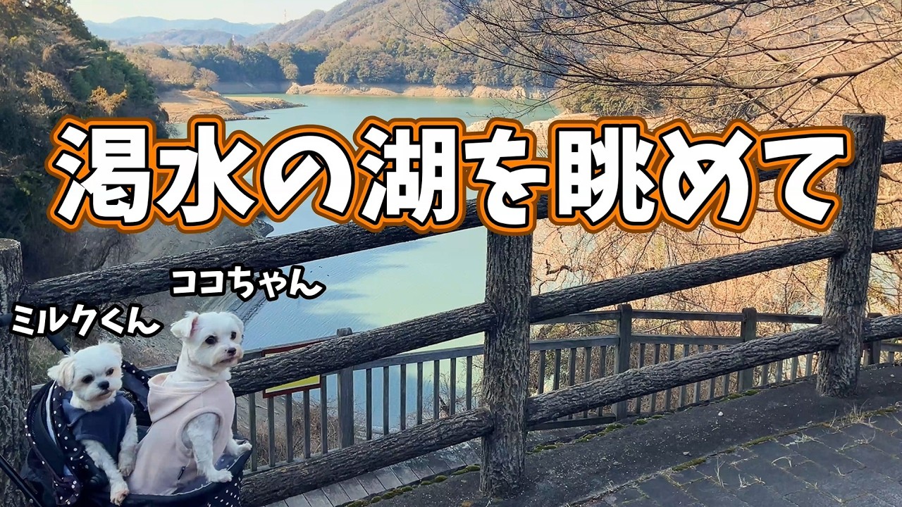 渇水の湖を眺めて★ココちゃん・ミルクくん★