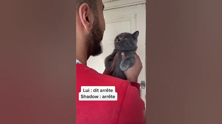 Video 4037261: cute gray cat, funniest animals compilation, funny cute animals compilation, best funny animals compilation, enjoy funniest compilation