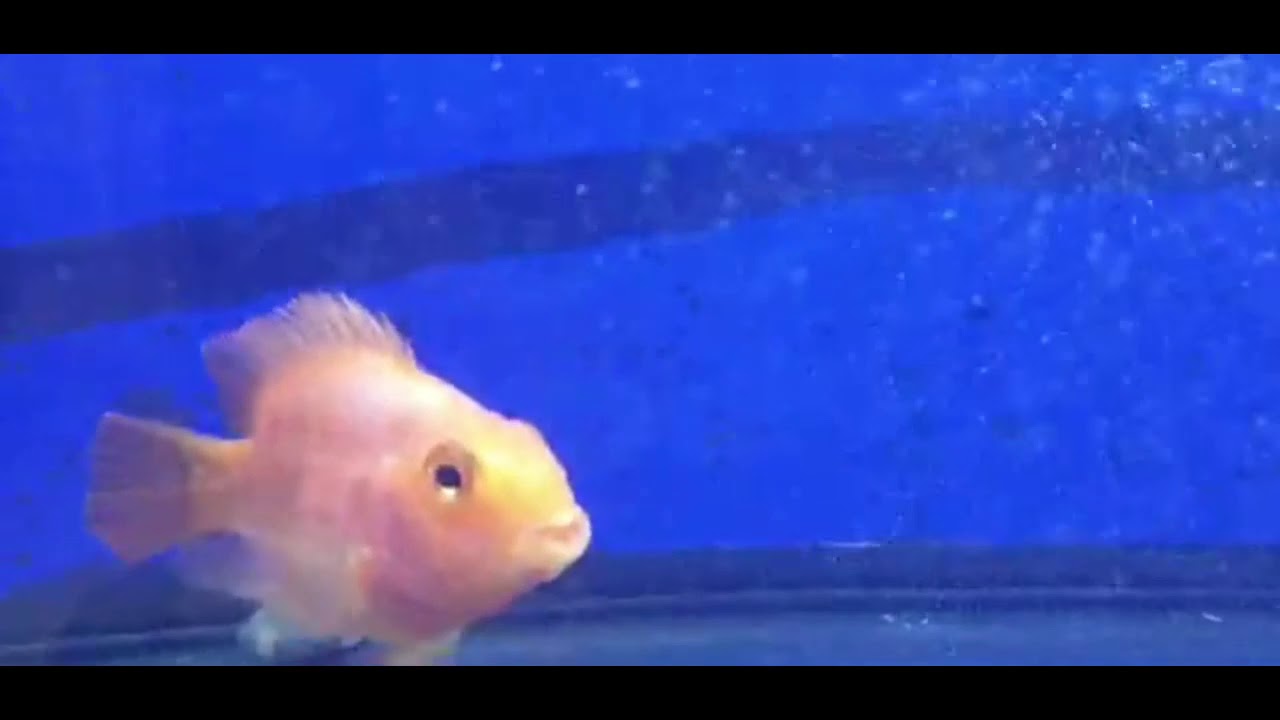 Ikan Red Parrot bertelur - YouTube