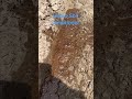 Magic Soil conditioner for saline-alkali soil on dry land