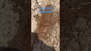 Magic Soil conditioner for saline-alkali soil on dry land
