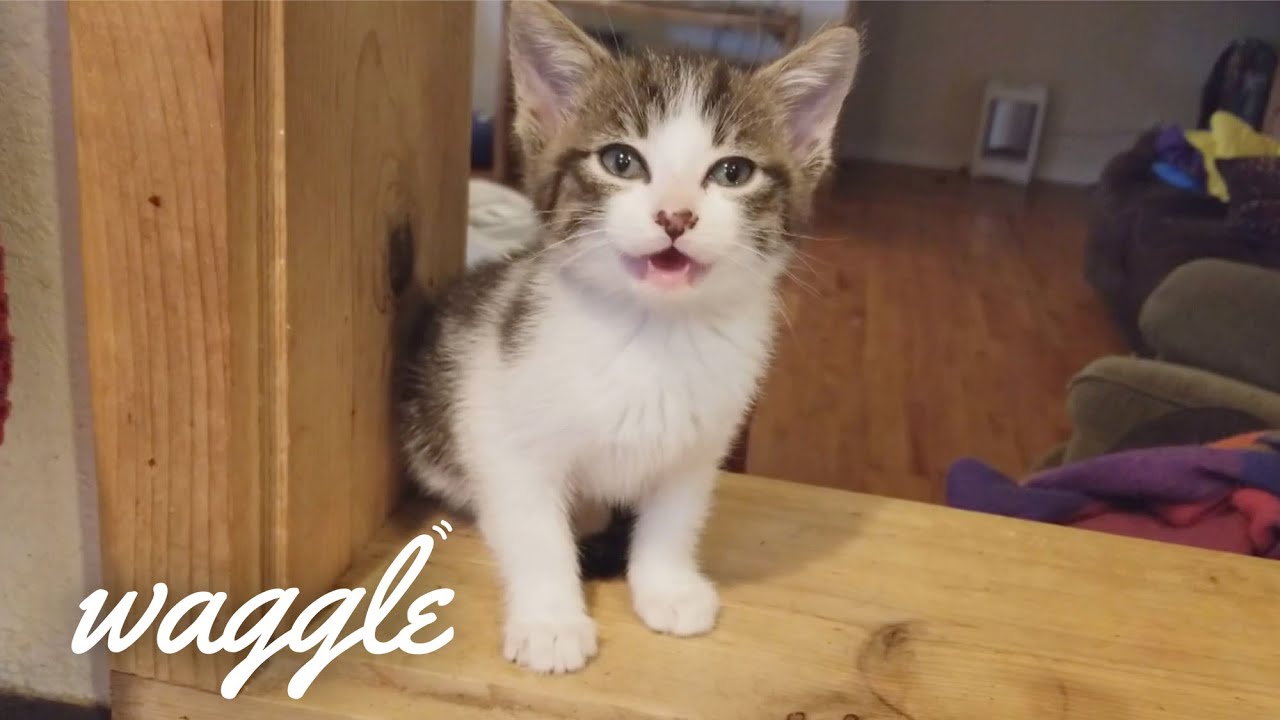 persami smp Silliest Kittens | Try Not to Laugh Challenge